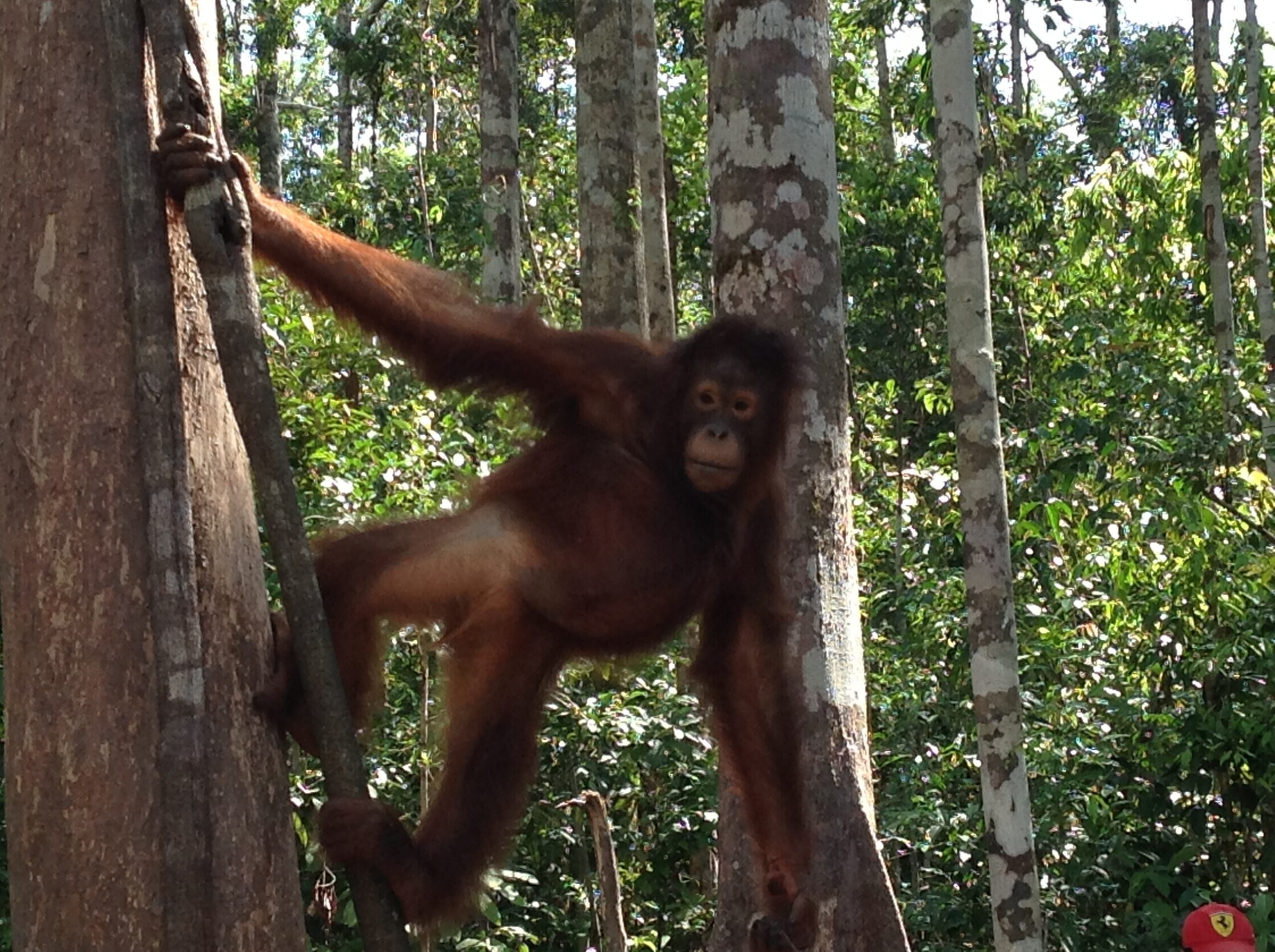 Impressions of Borneo: Part 3