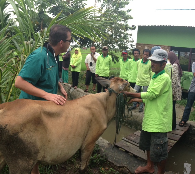 Saving forest in Borneo with healthy cattle, manure compost and organic farming
