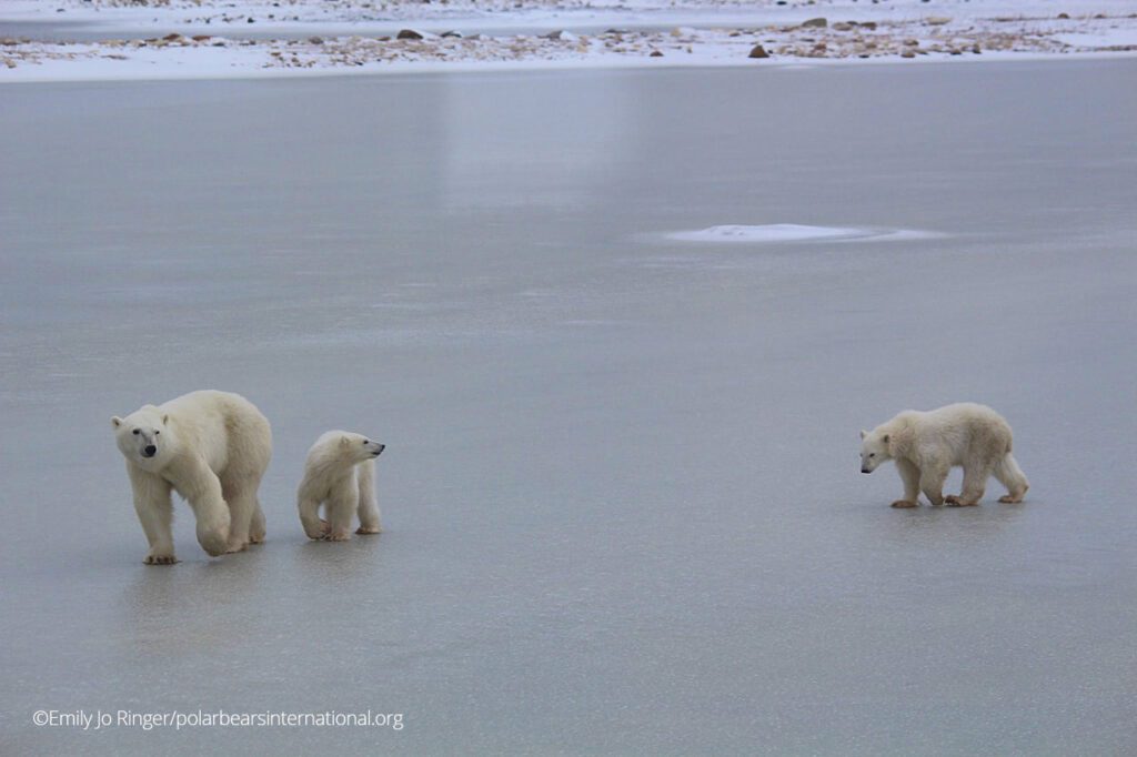 Polar bears traveling on Arctic sea ice