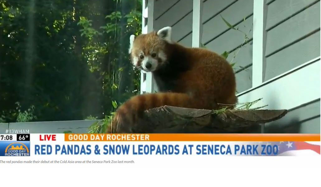 Red pandas highlight Seneca Park Zoo expansion
