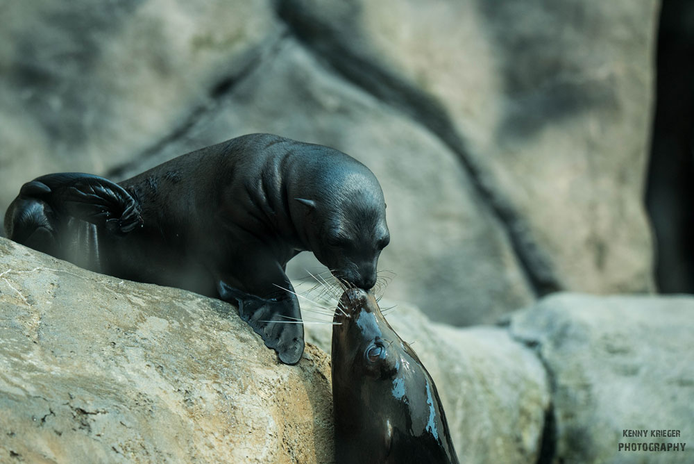 Naming contest announced for sea lion pup