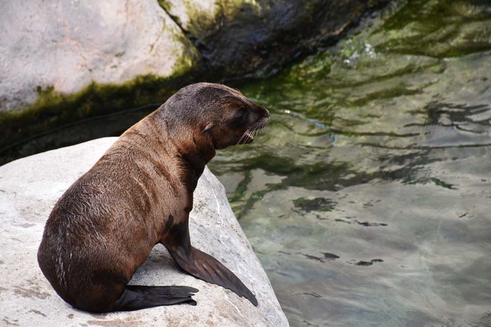 Seneca Park Zoo announces new sea lion pup’s name