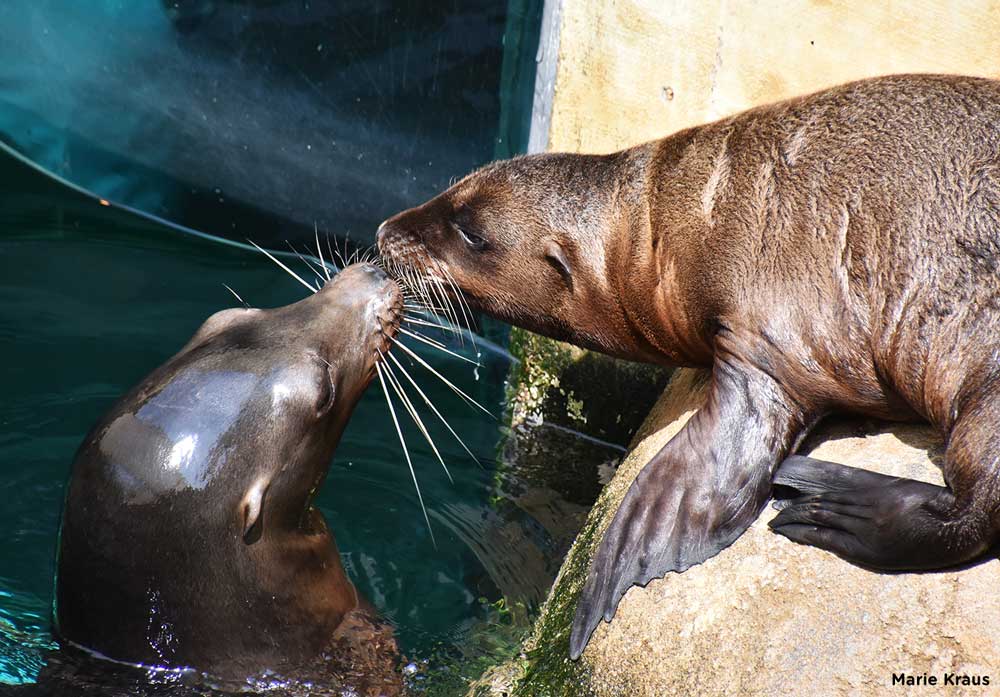 Seneca Park Zoo has finalist names for sea lion pup