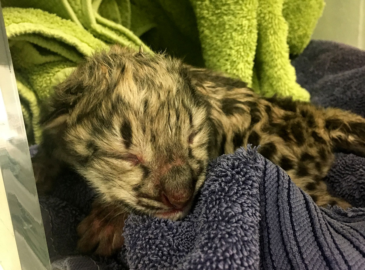 Snow leopard cubs born at the Zoo