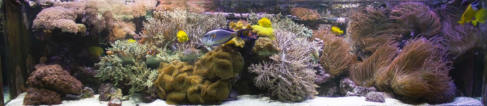The secrets hidden in coral reefs