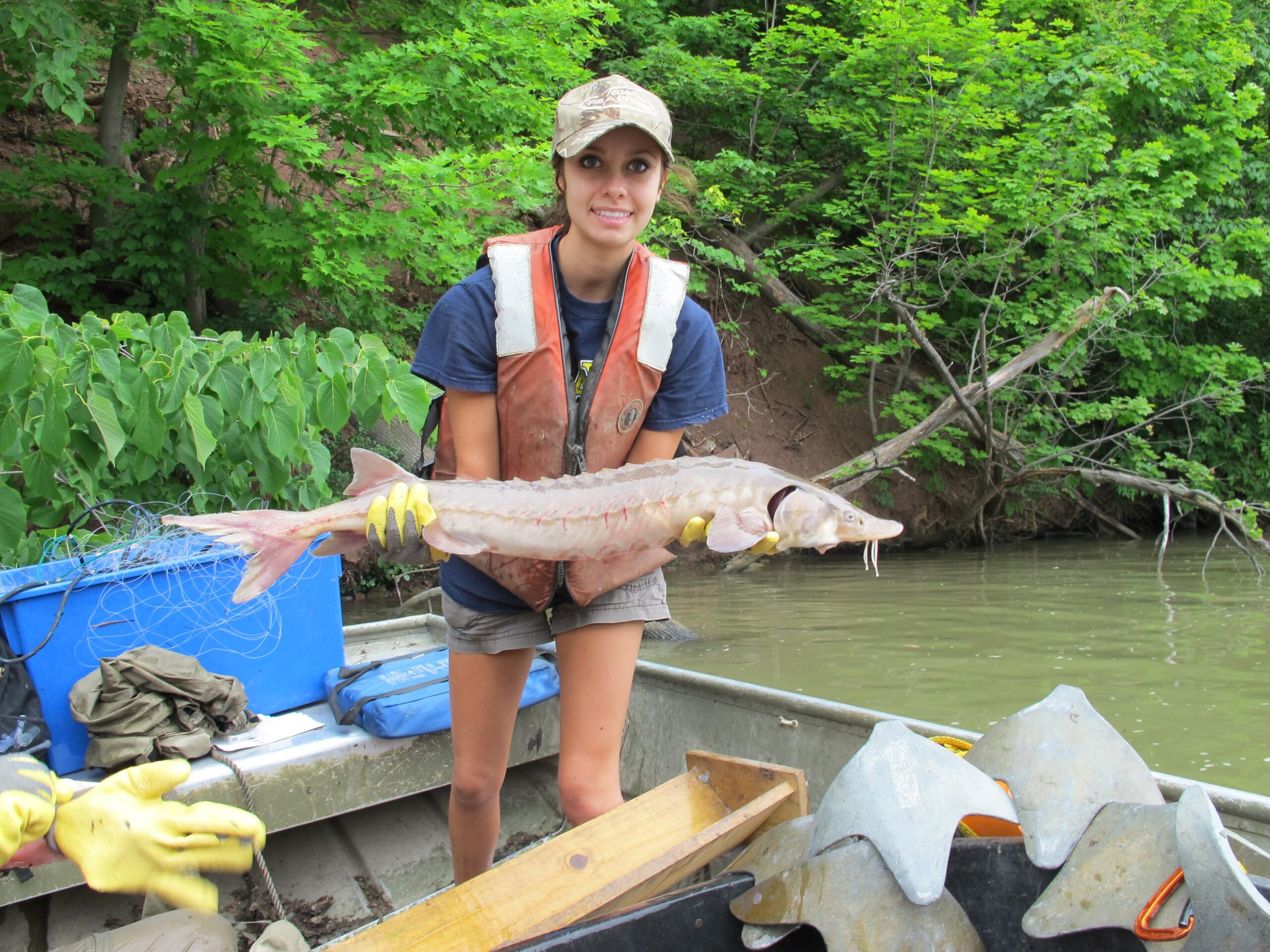 Sturgeon are thriving in the Mighty Genesee!