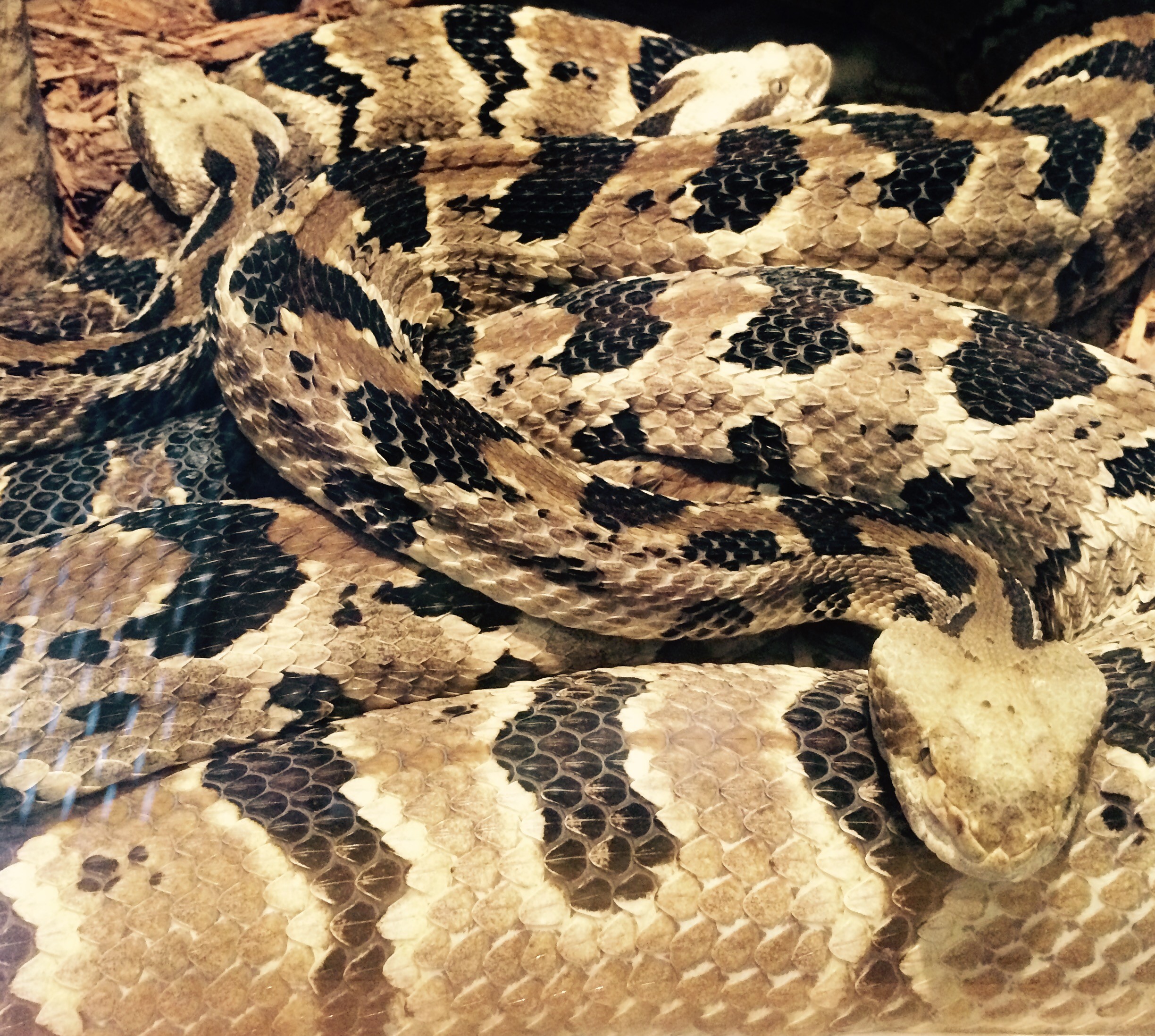 Wildlife Biologists Learning From Our Zoo’s Timber Rattlesnakes