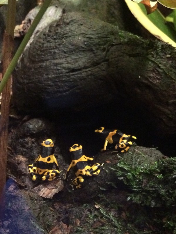 Four-banded Poison Dart Frogs