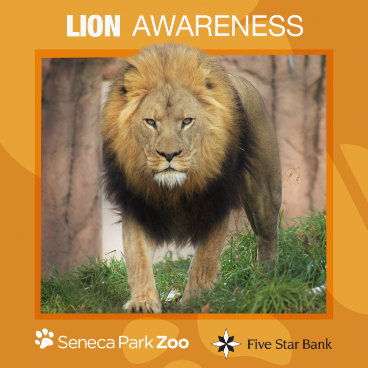 Lion Awareness Weekend | Seneca Park Zoo