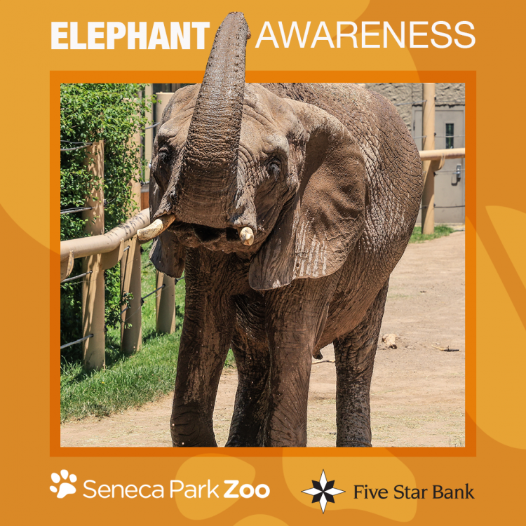 Elephant Awareness Weekend | Seneca Park Zoo