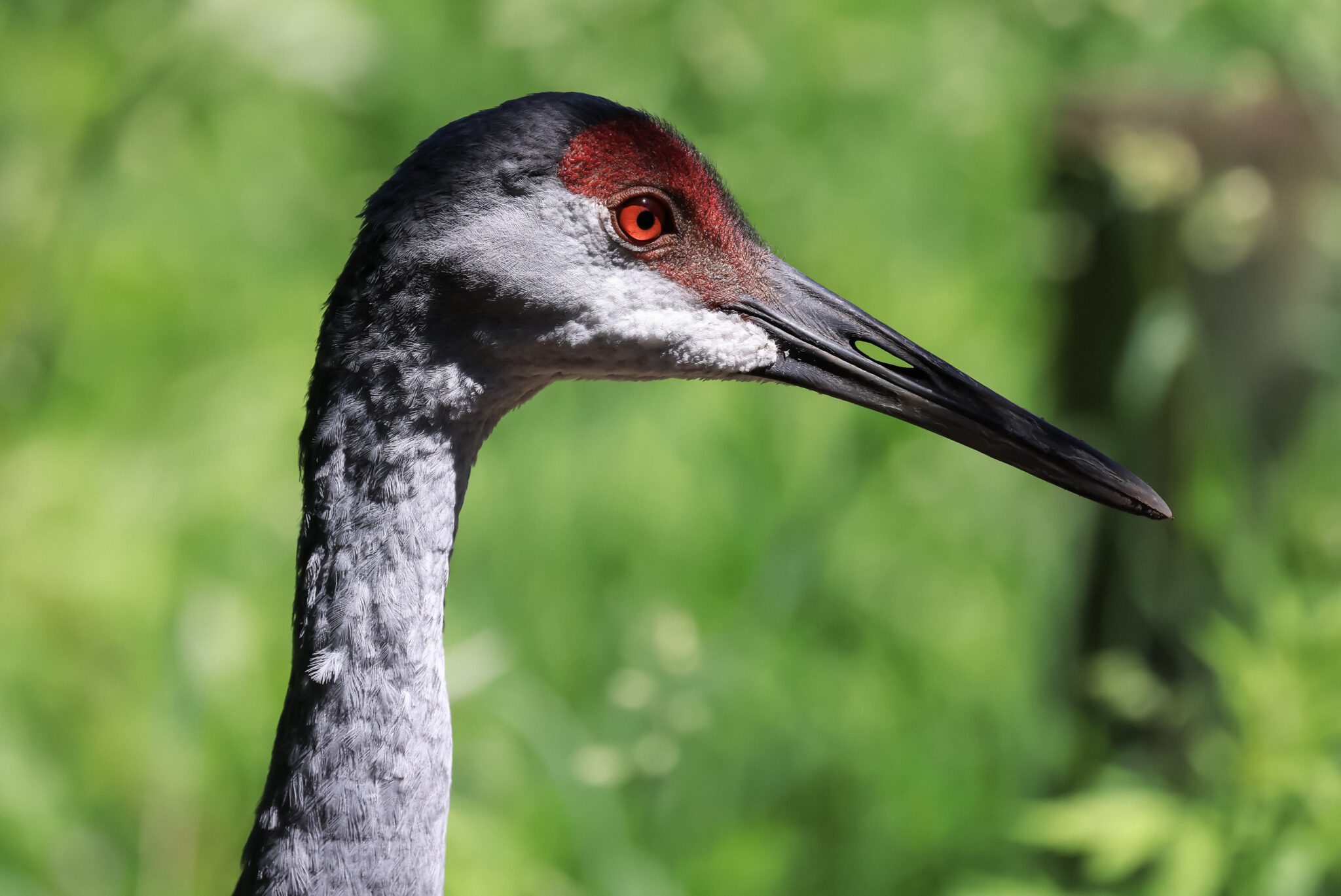 Animal Classes | Seneca Park Zoo