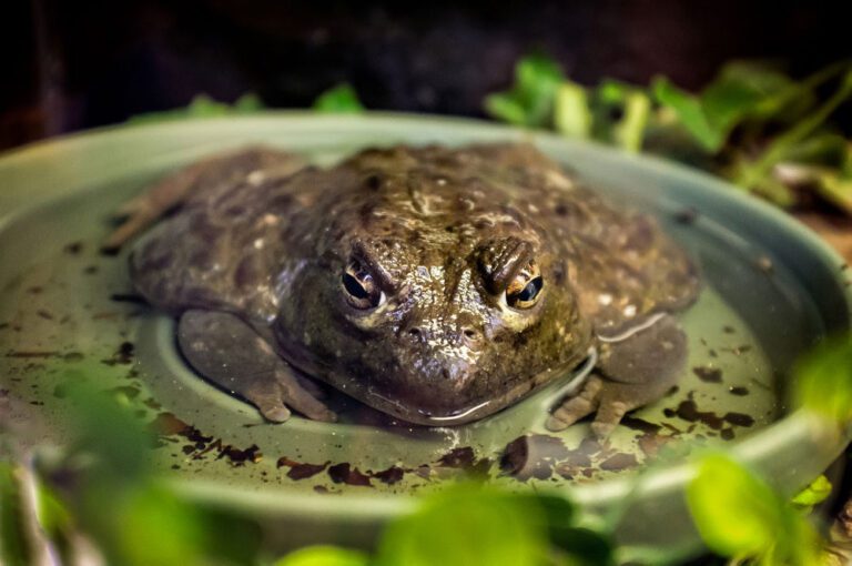 FrogWatch USA | Seneca Park Zoo