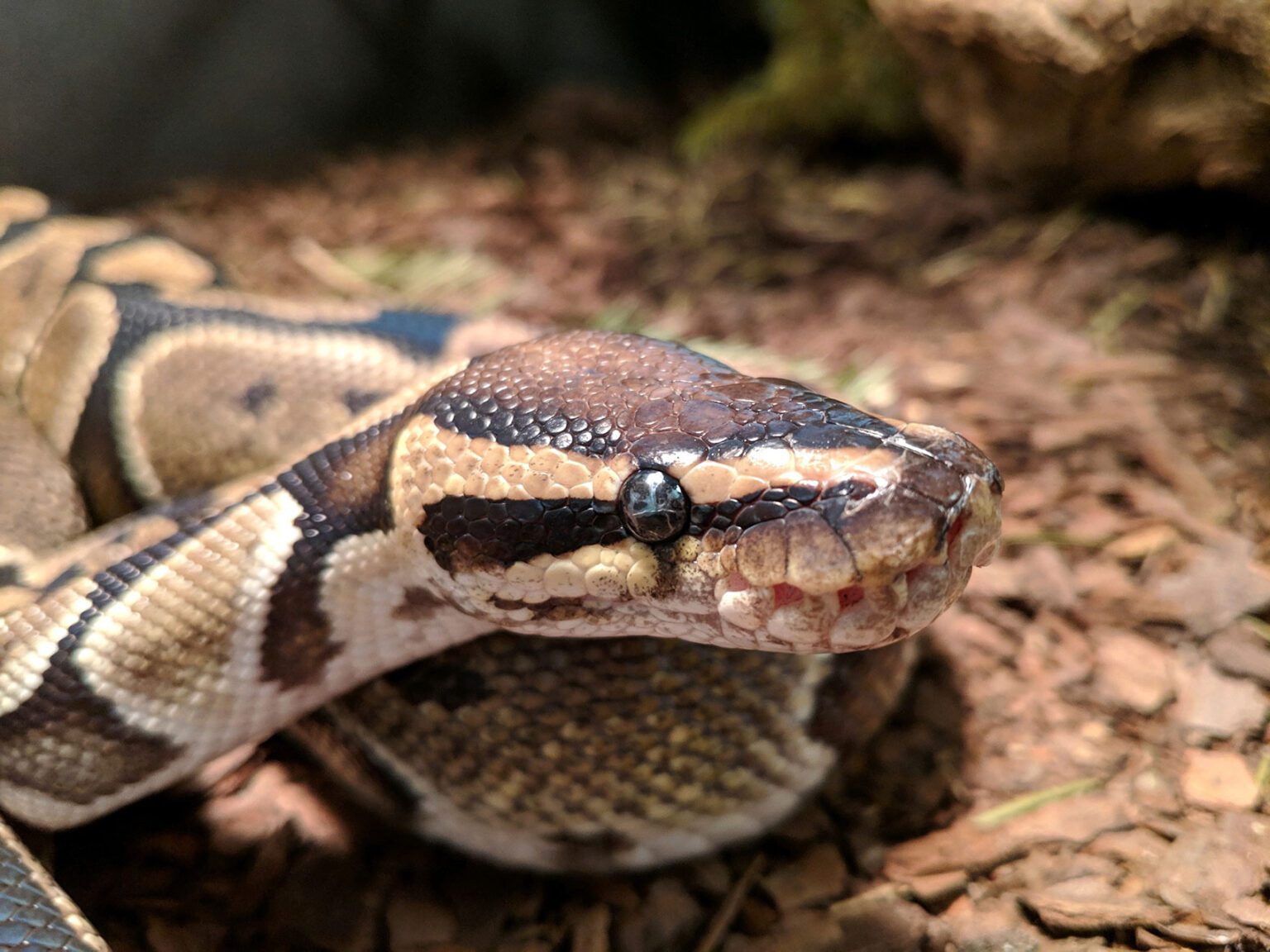 Ball Python | Seneca Park Zoo