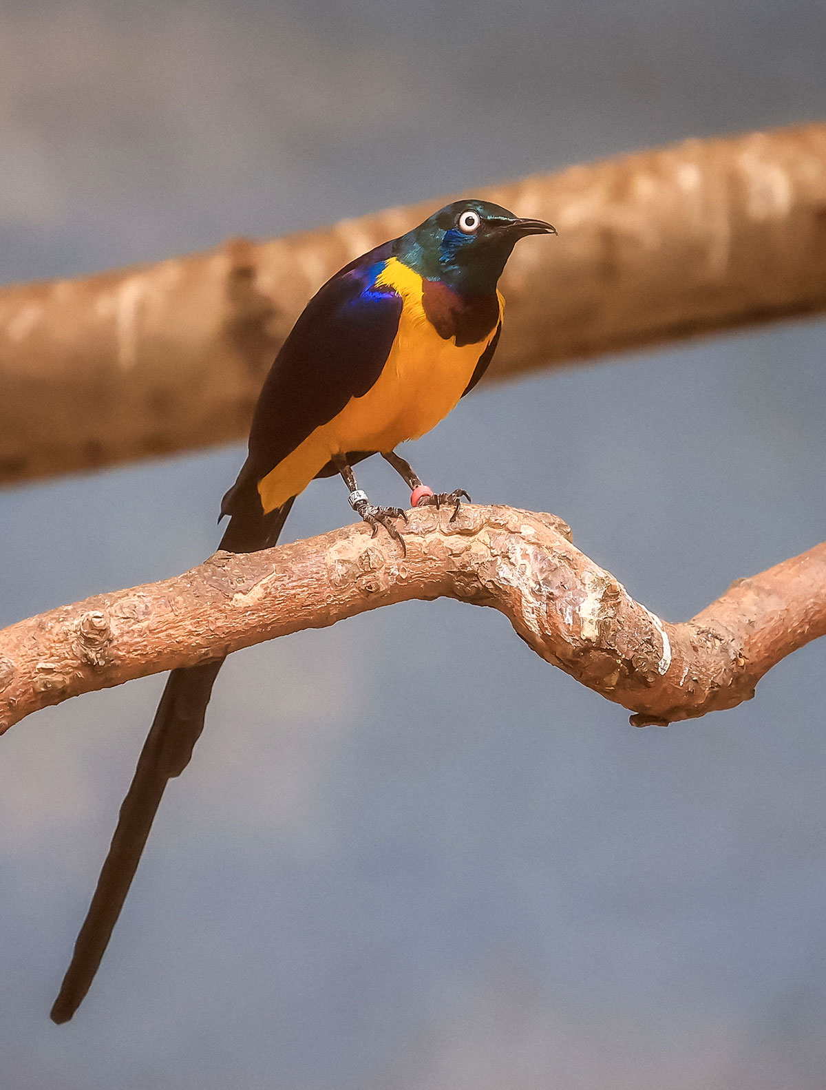 Golden-Breasted Starling