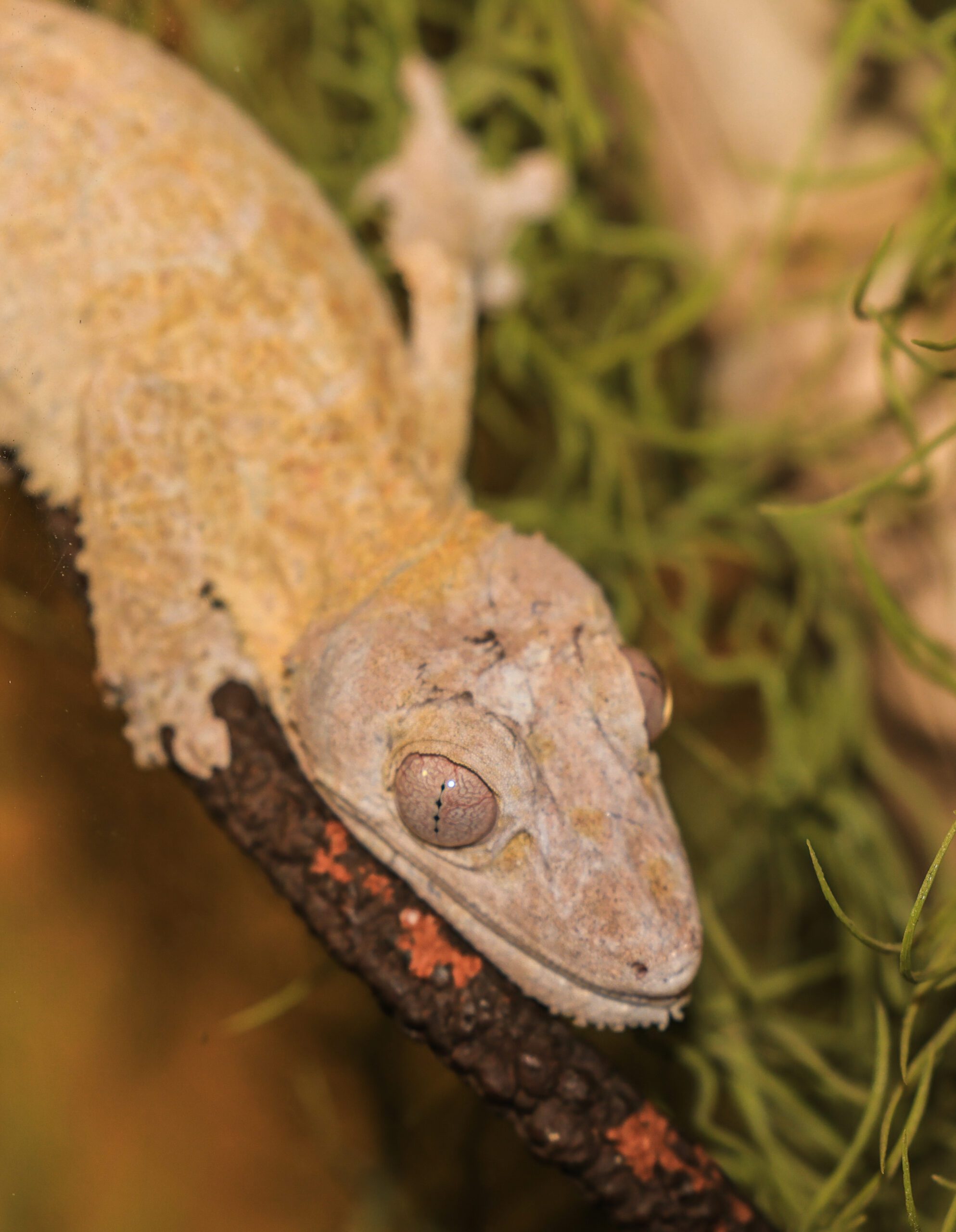 Henkel’s Leaf-Tailed Gecko