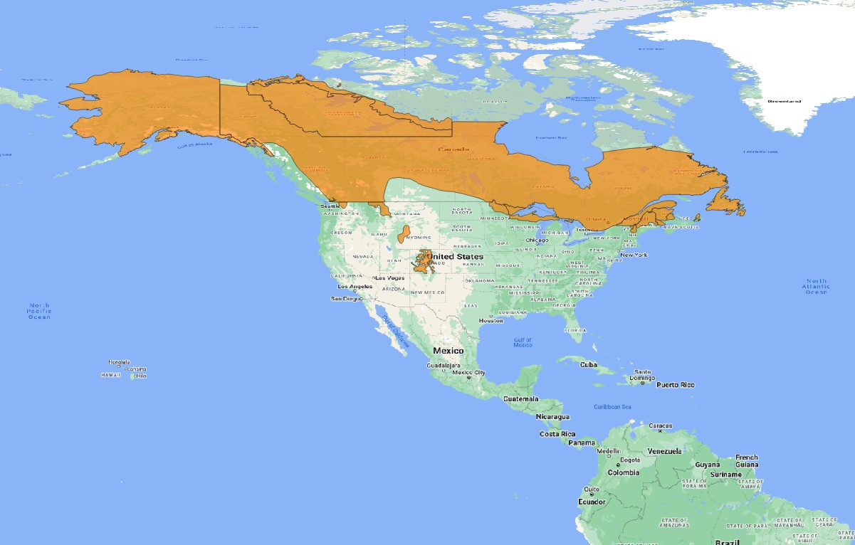 Canada Lynx Seneca Park Zoo