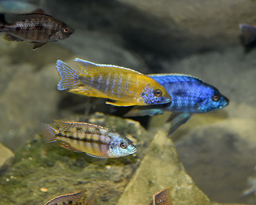 Lake Malawi Cichlids