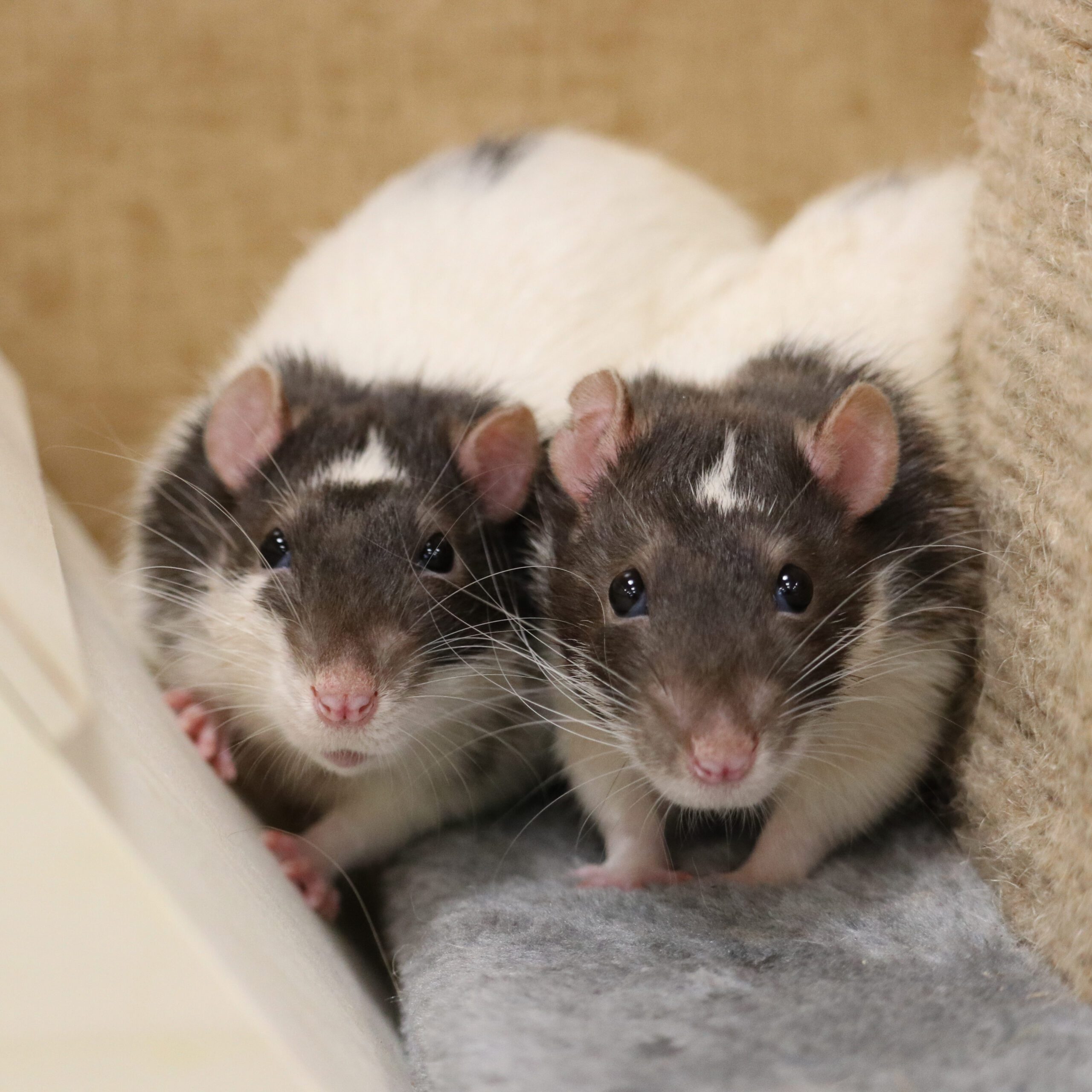 Domestic Rat (Ambassador Animal)