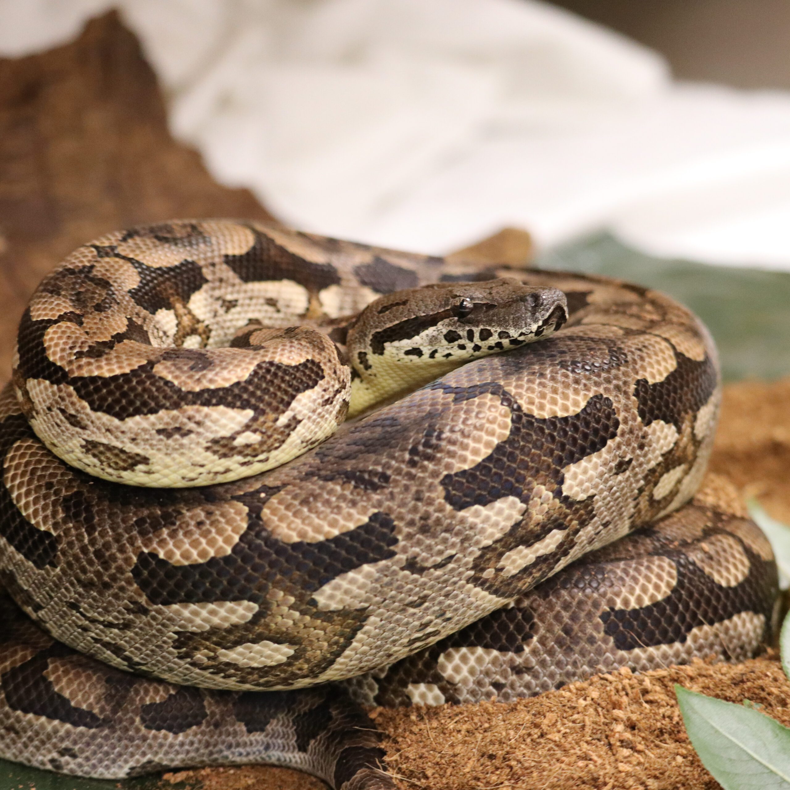 Dumeril’s Ground Boa (Ambassador Animal)