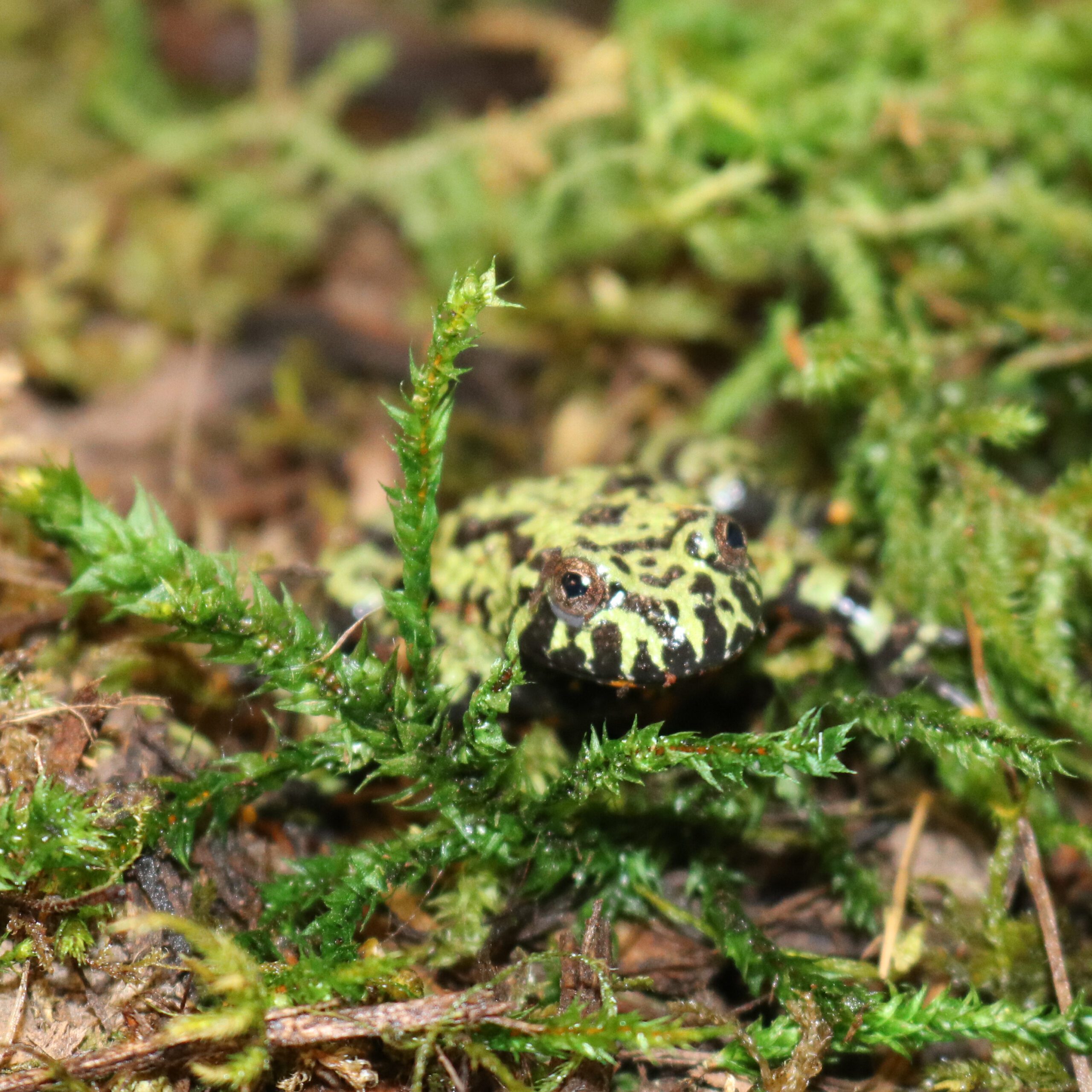 Fire-Bellied Toad (Ambassador Animal)