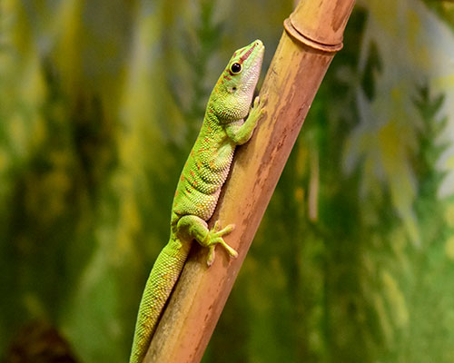 Giant Day Gecko