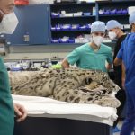 Snow Leopard Surgery: Care Never Stops at the Zoo