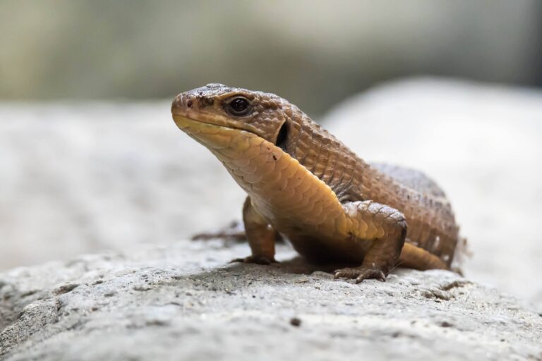 Bush Viper Animal Facts - A-Z Animals