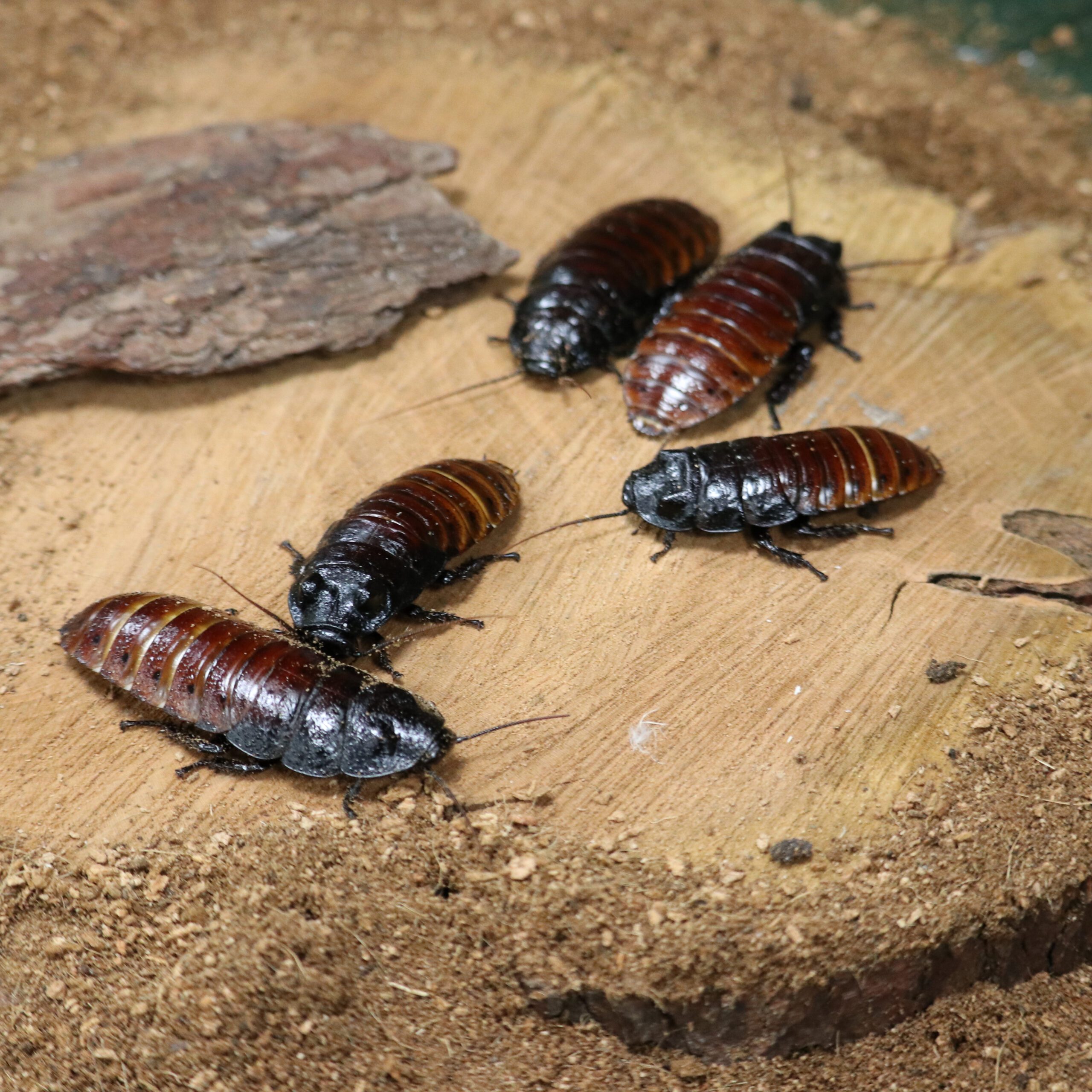 Madagascar Hissing Cockroach (Ambassador Animal)