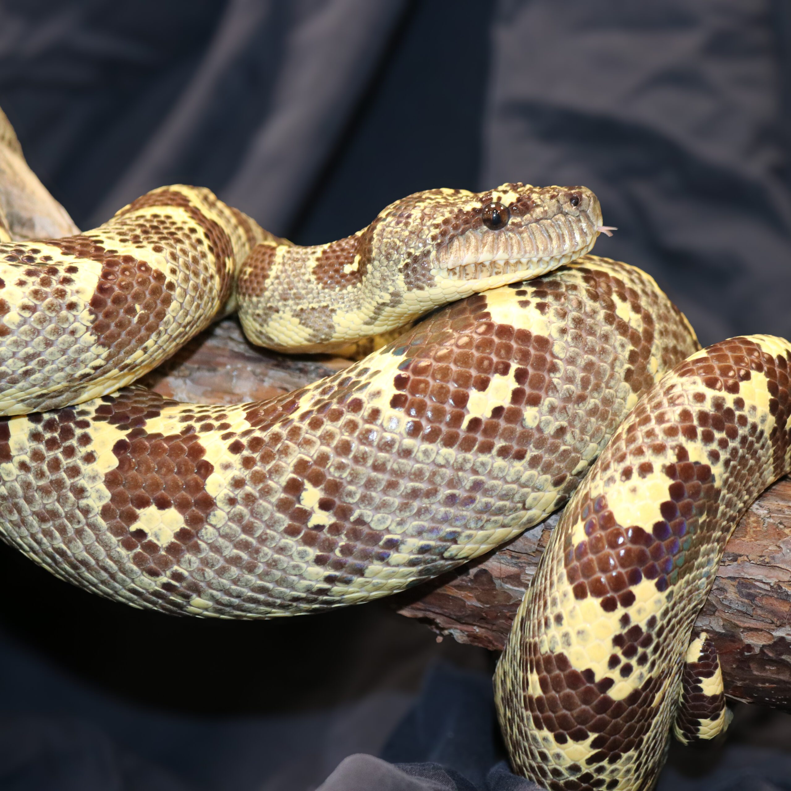 Madagascar Tree Boa (Ambassador Animal)