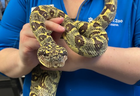 Madagascar Tree Boa