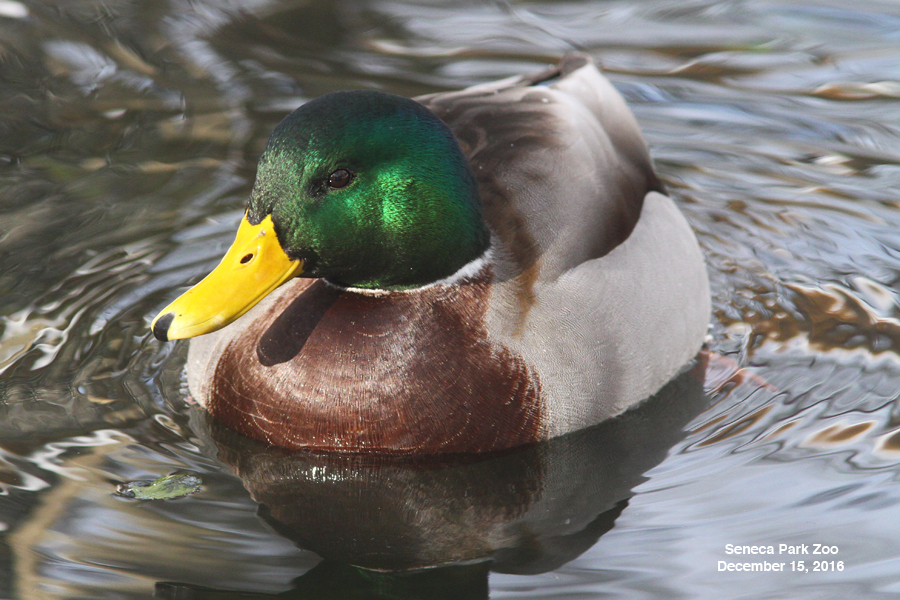 Rouen (Mallard) Duck