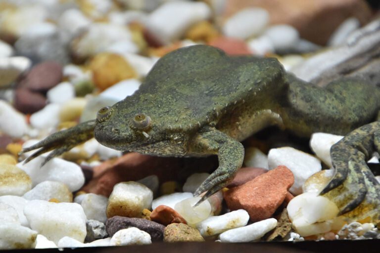 mueller's clawed frog