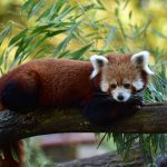 Why You Should NOT Keep Red Panda’s as a Pet (Despite How Adorable They Are)