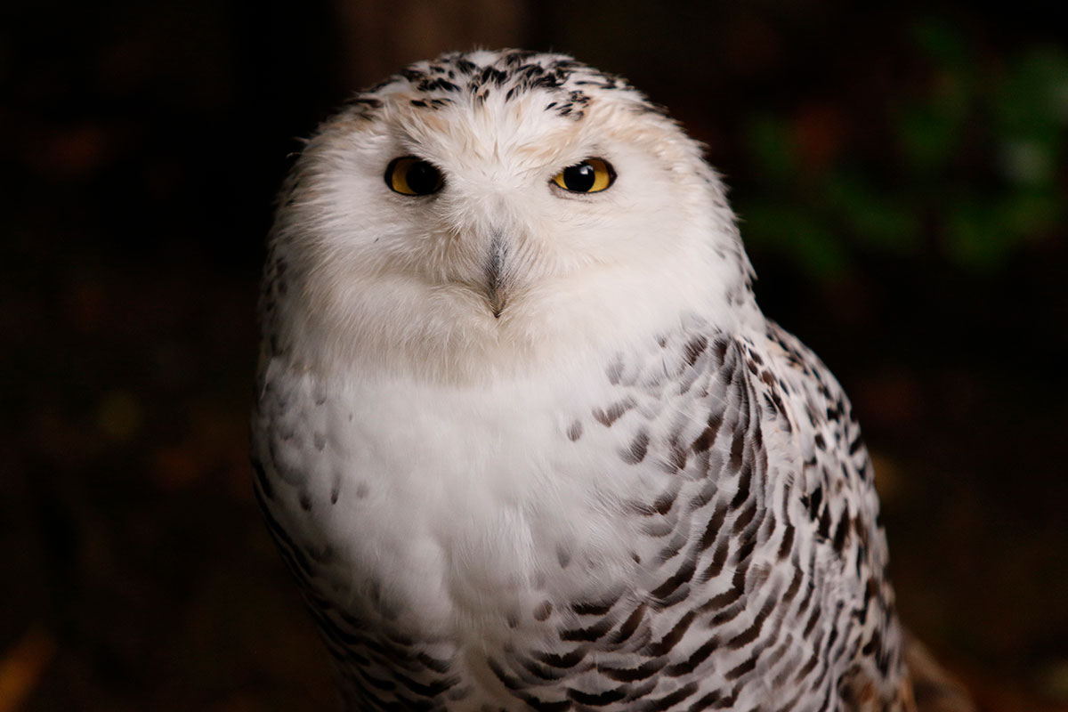 Snowy Owl