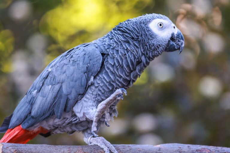 African grey outlet bird