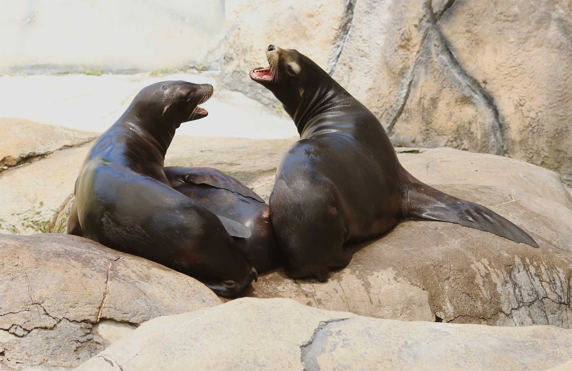 California Sea Lion | Seneca Park Zoo