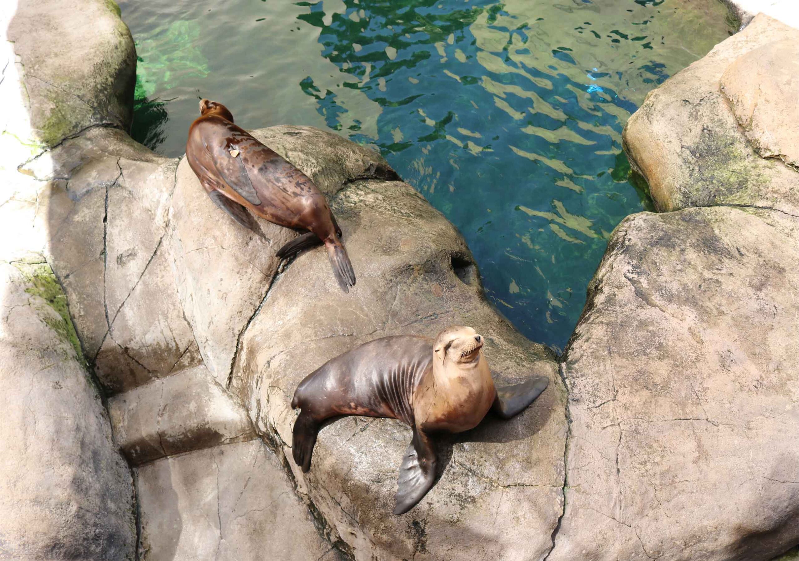 California Sea Lion | Seneca Park Zoo