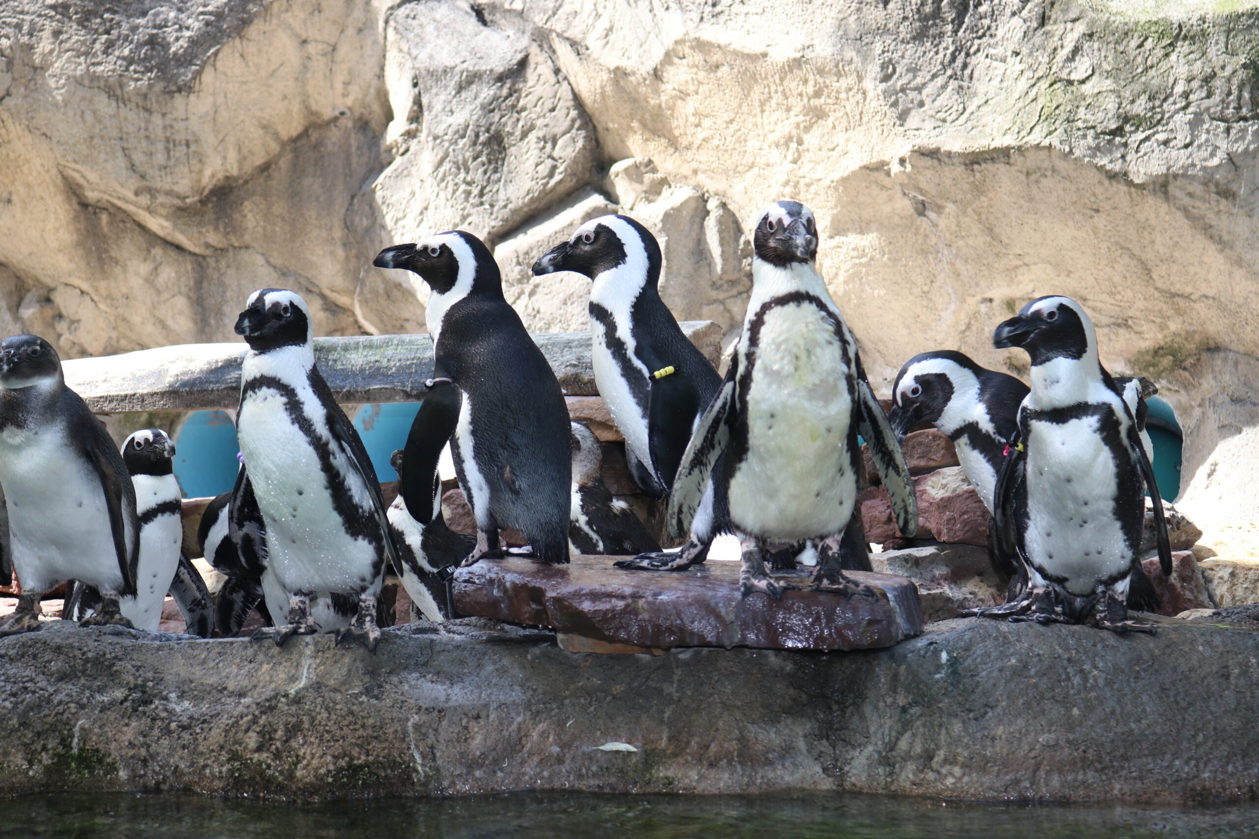 Seneca Park Zoo’s Original Seven Penguins