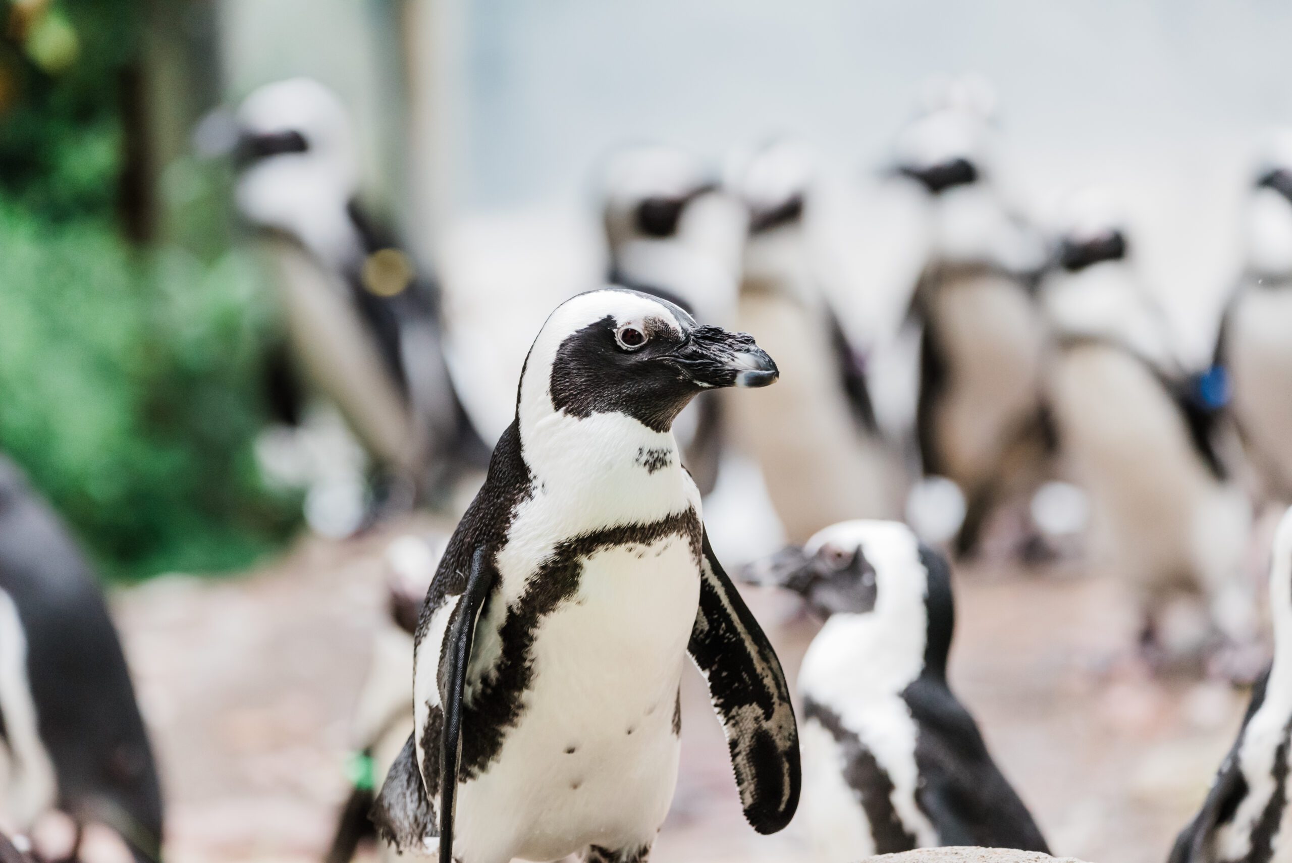 Penguin Genetics & Breeding in Conservation Care