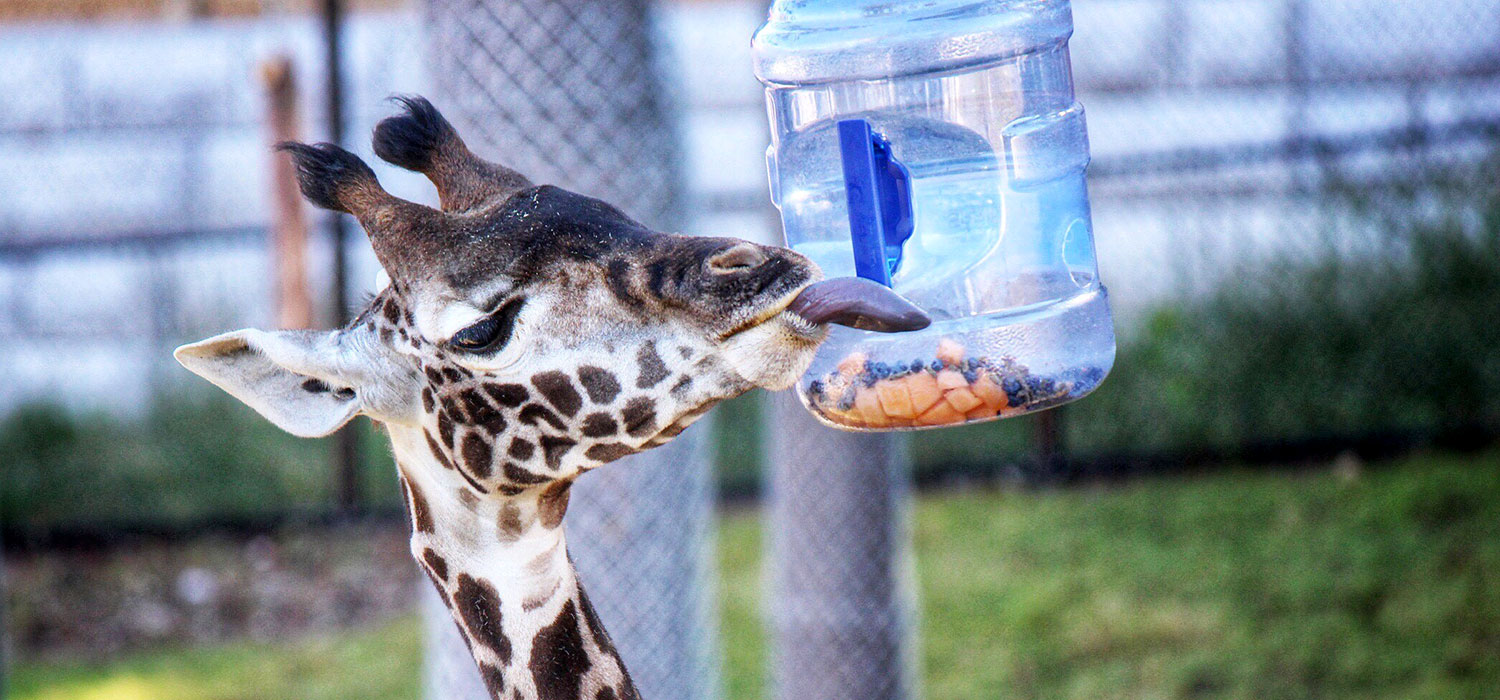 Seneca Park Zoo Identified by SSP as an Expert Training & Holding Facility for Masai Giraffes