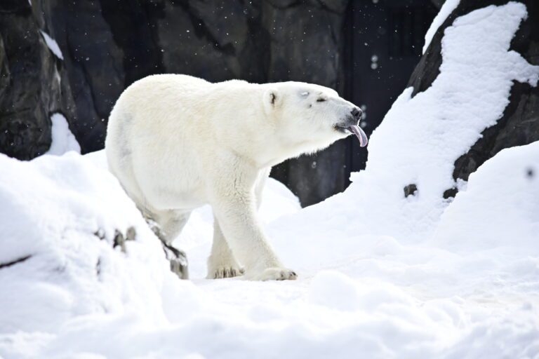 Wayne Smith _DSC4853_PolarBear