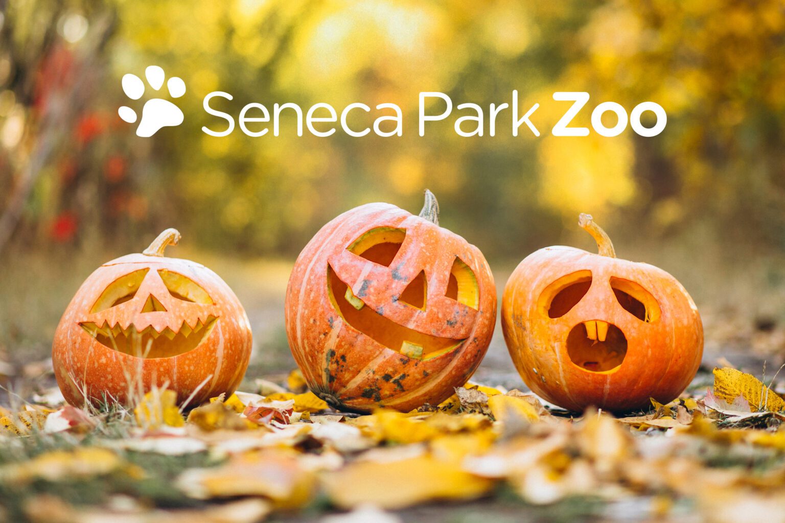 seneca-park-zoo-fall-fest-carved-pumpkin-contest-seneca-park-zoo