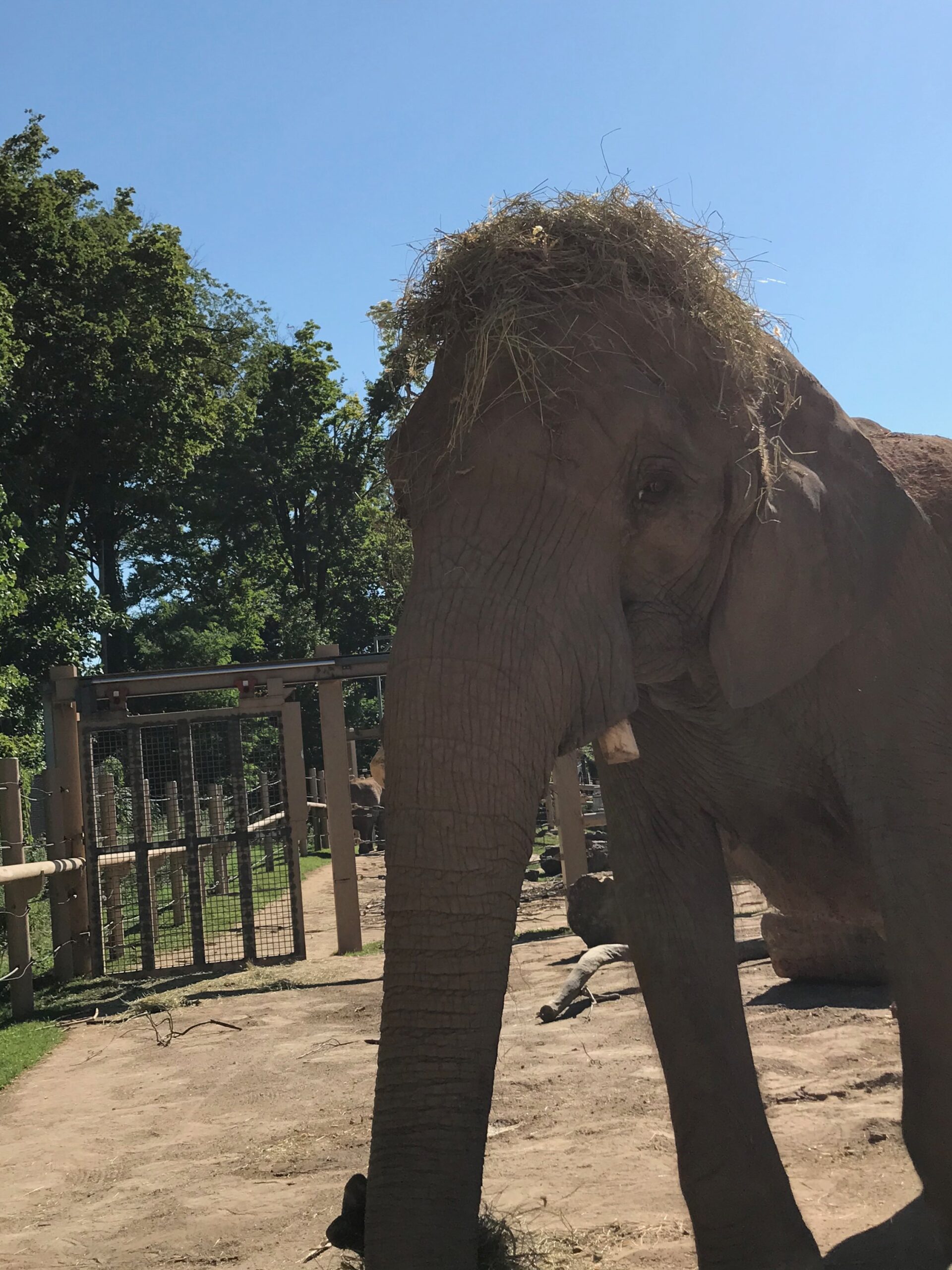 African Elephant Genny C Turns 45! | Seneca Park Zoo