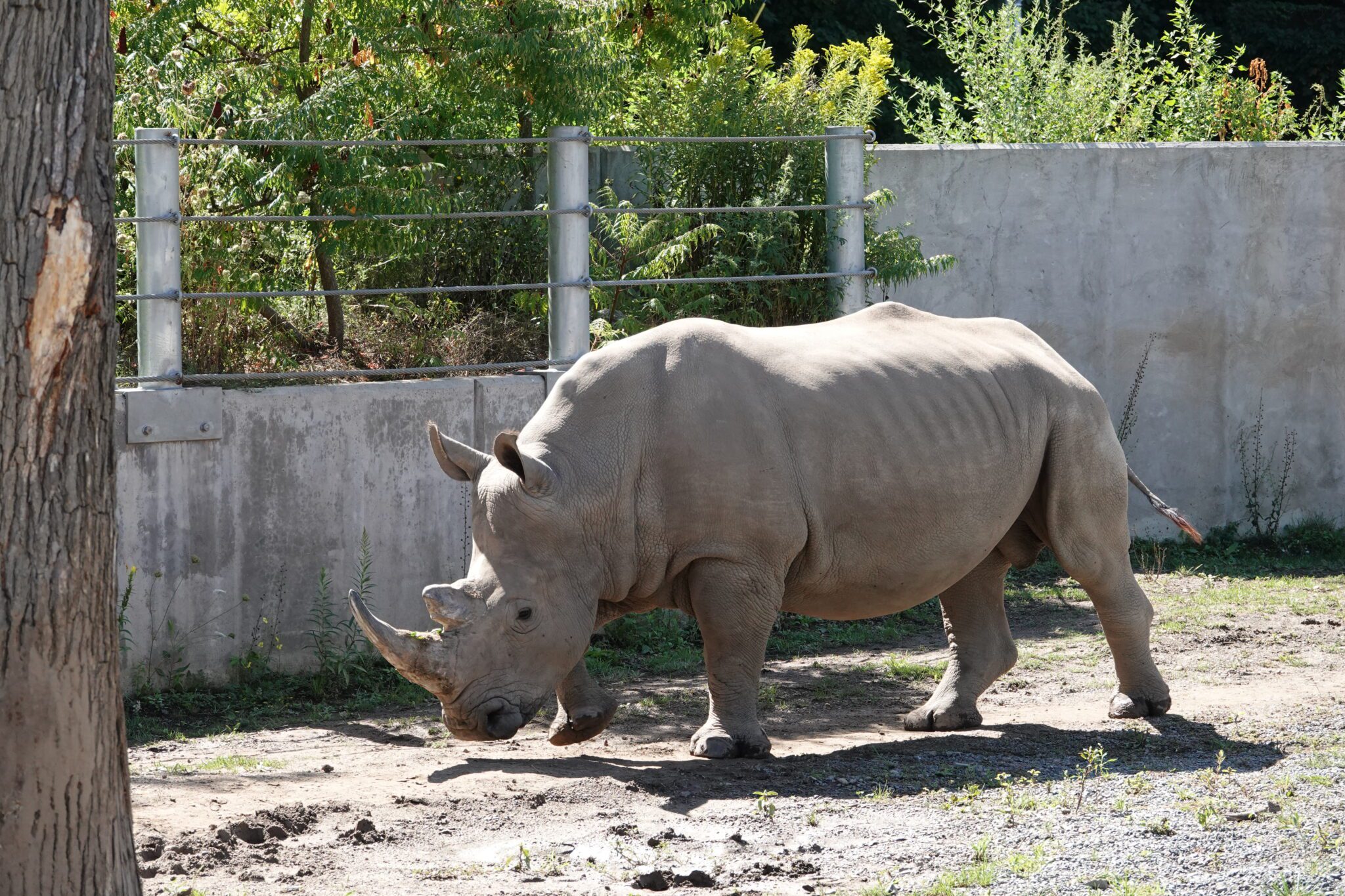 Wildlife Action Crew: Rhinos and Poaching | Seneca Park Zoo