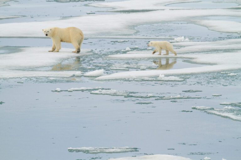 Zoos Support Polar Bear Conservation Research in the Wild Guest Blog