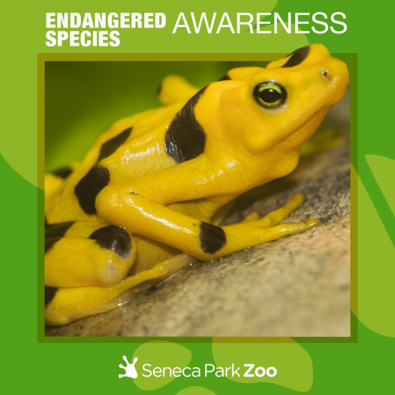 Endangered Species Weekend 2023 - Seneca Park Zoo