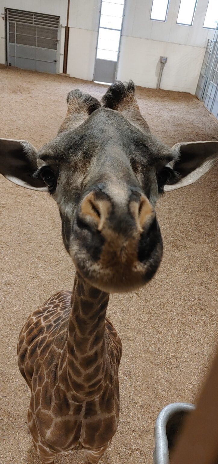 Masai Giraffe Kipenzi Turns 6! | Seneca Park Zoo