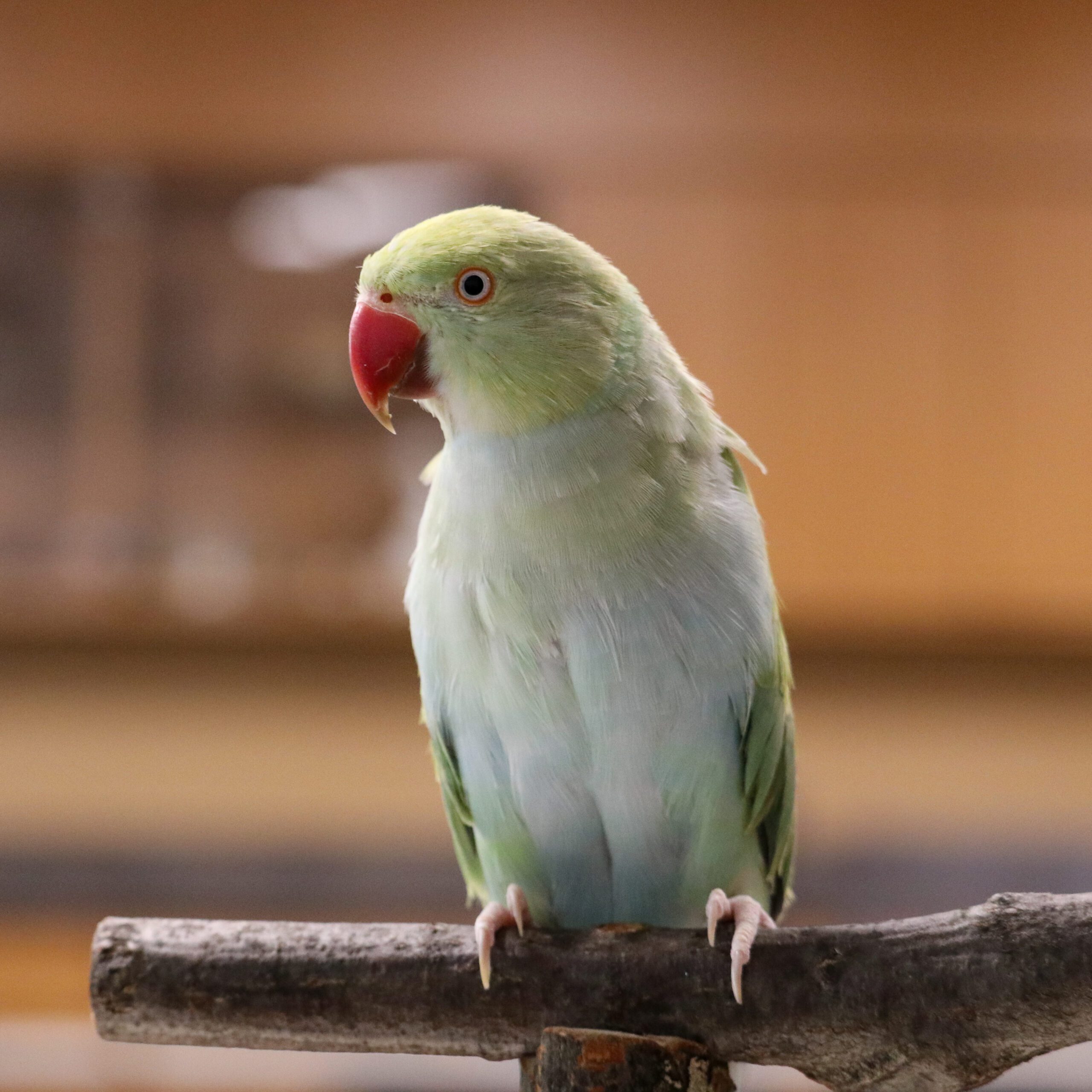 Ring-neck Parakeet (Ambassador Animal)