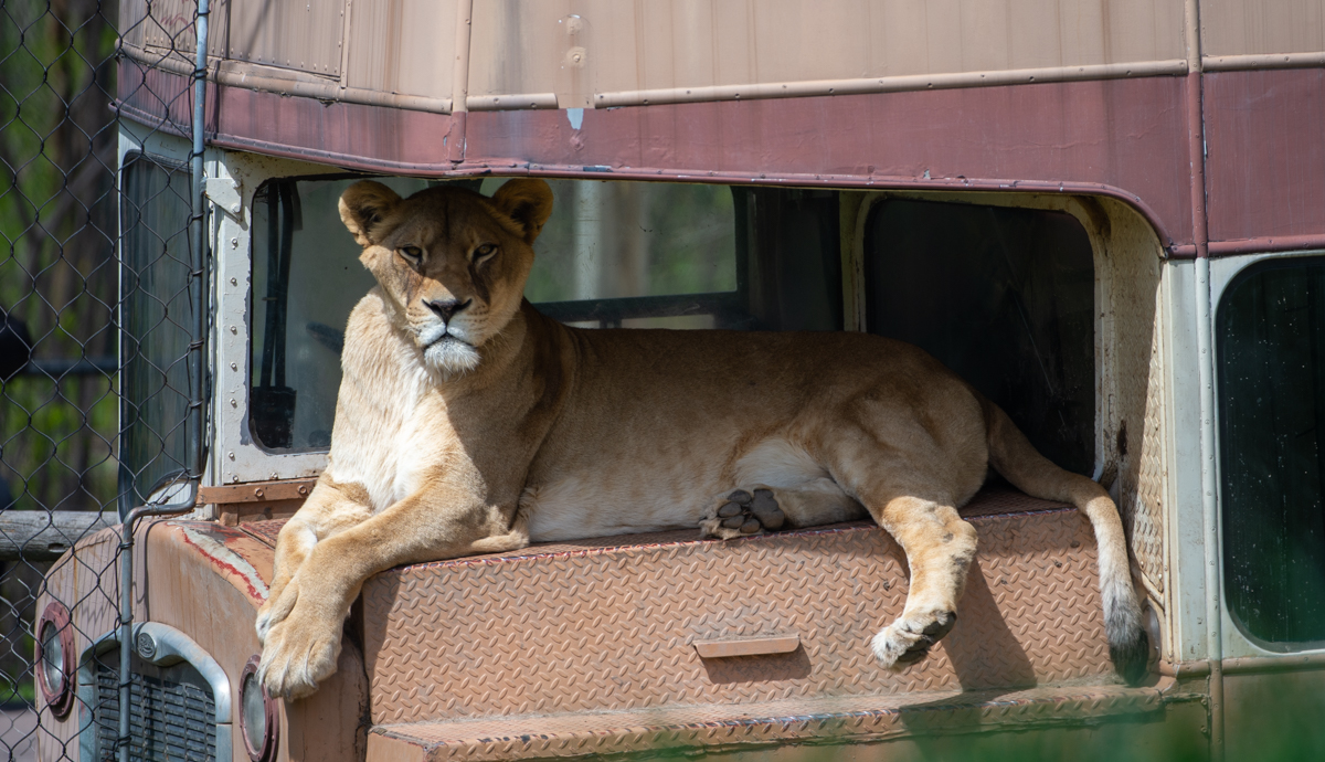 Reproductive Evaluations & Research with Lions in Our Care