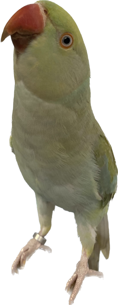 Ring-neck Parakeet